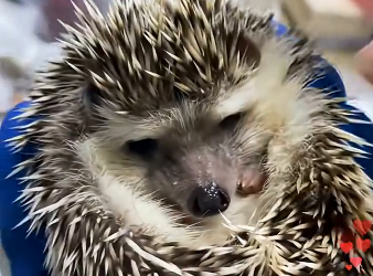 U2905007_I unexpectedly saved a hedgehog that had falleninto the water, thus saving five small lives.. (Part 2)
