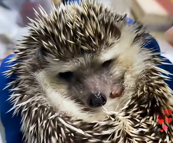 U2905007_I unexpectedly saved a hedgehog that had falleninto the water, thus saving five small lives.. (Part 2)